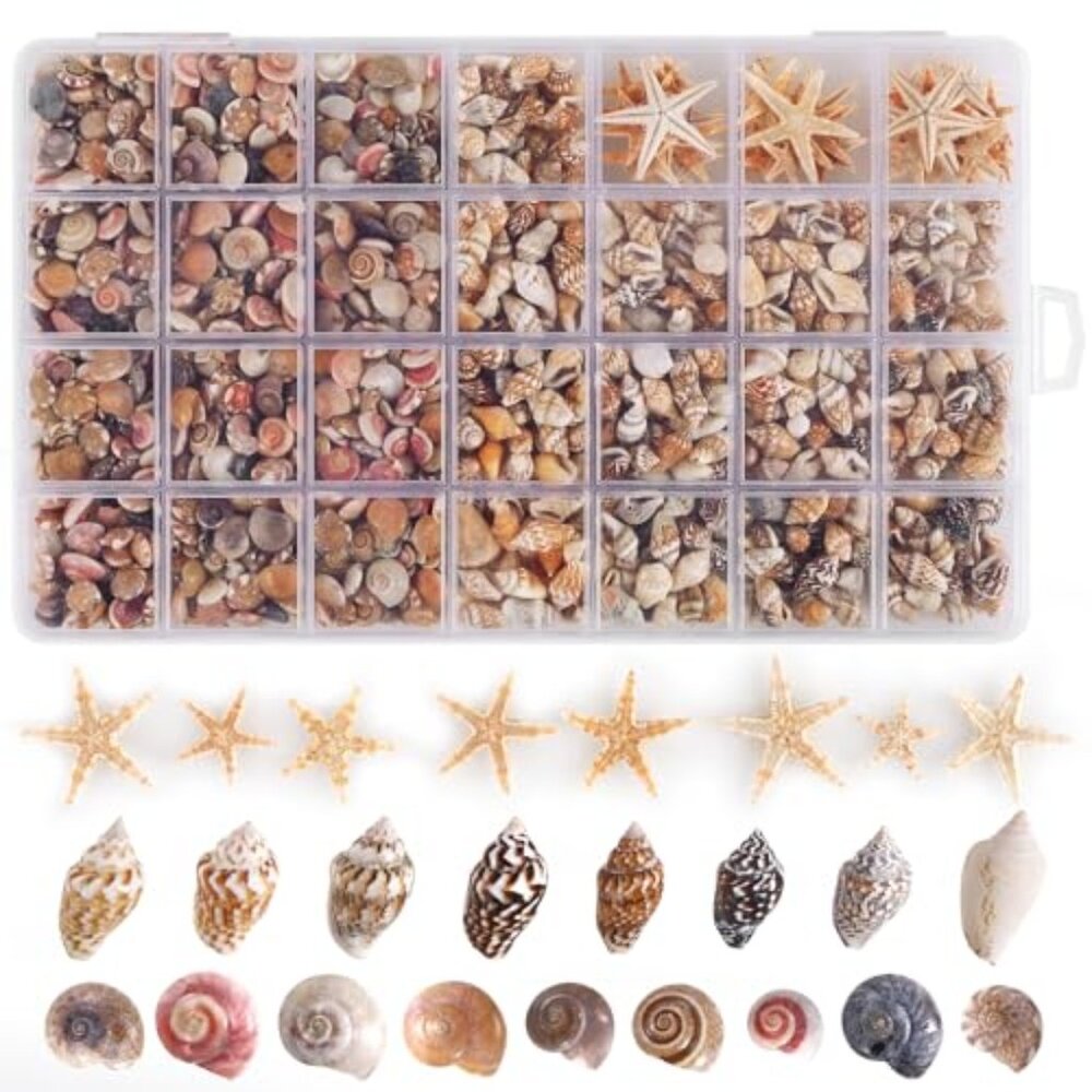 60pcs Tiny Starfish 1800 Pcs Tiny Mini Small Sea Shells